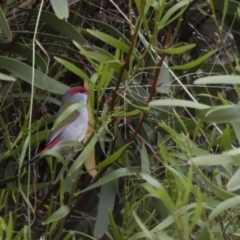 Neochmia temporalis at Michelago, NSW - 23 Oct 2015