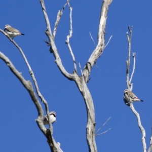 Stagonopleura guttata at Michelago, NSW - suppressed