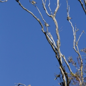 Stagonopleura guttata at Michelago, NSW - suppressed