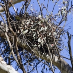 Stagonopleura guttata at Michelago, NSW - suppressed