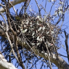 Stagonopleura guttata at Michelago, NSW - suppressed