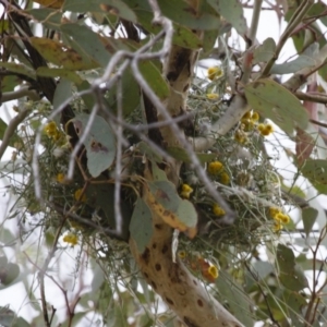 Stagonopleura guttata at Michelago, NSW - 1 Dec 2014
