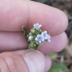 Cynoglossum australe (Australian Forget-me-not) at Michelago, NSW - 20 Feb 2019 by Illilanga