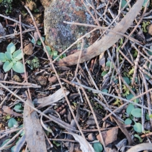 Diplodium sp. at Hackett, ACT - 15 May 2019