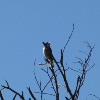 Cracticus torquatus (Grey Butcherbird) at Dunlop, ACT - 16 May 2019 by Kurt