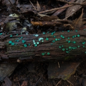 Chlorociboria at Cotter River, ACT - 15 May 2019 01:40 PM