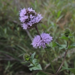 Mentha x piperita (Peppermint) at Point Hut to Tharwa - 12 Mar 2019 by MichaelBedingfield