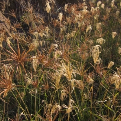 Chloris gayana (Rhodes Grass) at Dunlop, ACT - 14 May 2019 by pinnaCLE