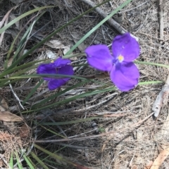 Patersonia sericea var. sericea (Silky Purple-flag) at Alpine - 22 Jan 2019 by Margot