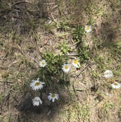 Leucanthemum vulgare (Ox-eye Daisy) at Mittagong, NSW - 3 Dec 2018 by Margot