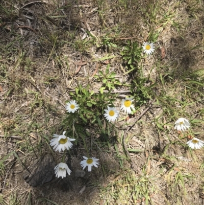 Leucanthemum vulgare (Ox-eye Daisy) at Mittagong, NSW - 3 Dec 2018 by Margot