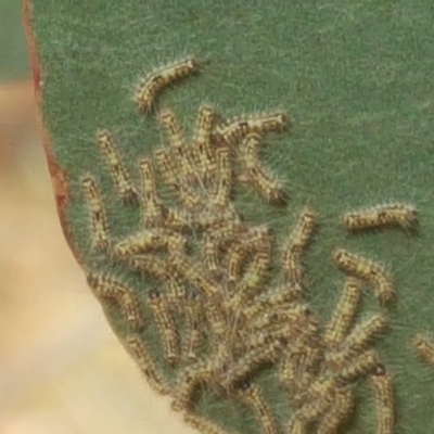 Uraba lugens (Gumleaf Skeletonizer) at Jerrabomberra, ACT - 17 May 2019 by Mike