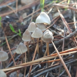 Mycena sp. ‘grey or grey-brown caps’ at Jerrabomberra, ACT - 17 May 2019 12:19 PM