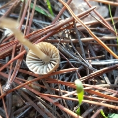 Mycena sp. ‘grey or grey-brown caps’ at Jerrabomberra, ACT - 17 May 2019 12:19 PM