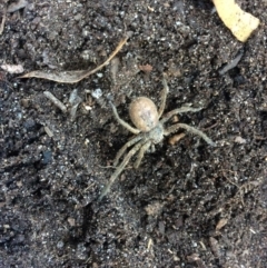Sparassidae (family) (A Huntsman Spider) at Pambula Preschool - 17 May 2019 by elizabethgleeson