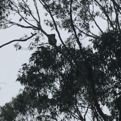Phascolarctos cinereus (Koala) at Bowral, NSW - 1 Feb 2019 by Margot