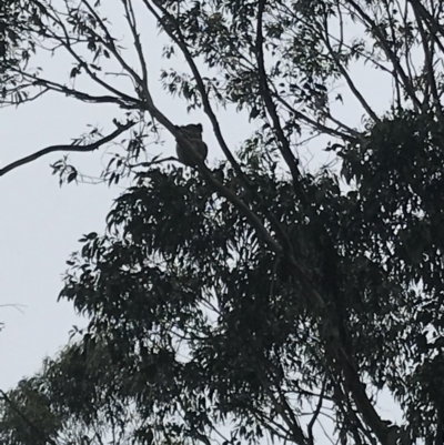 Phascolarctos cinereus (Koala) at Bowral, NSW - 1 Feb 2019 by Margot