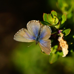 Theclinesthes serpentata at Acton, ACT - 17 May 2019