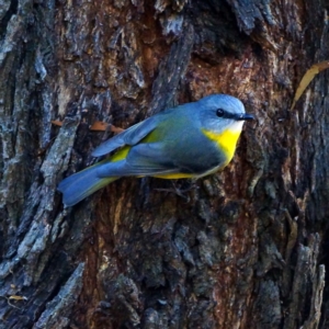 Eopsaltria australis at Hackett, ACT - 17 May 2019 12:20 PM