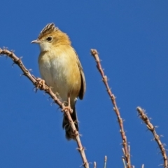 Cisticola exilis (Golden-headed Cisticola) at Fyshwick, ACT - 16 May 2019 by RodDeb