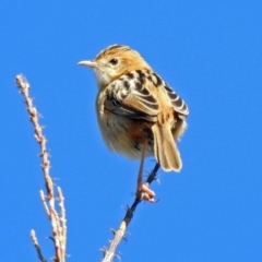 Cisticola exilis at Fyshwick, ACT - 16 May 2019 12:10 PM