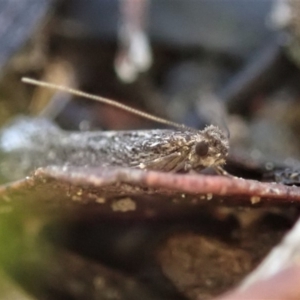 Tinea undescribed species at Cook, ACT - 16 May 2019