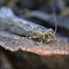 Tinea undescribed species at Cook, ACT - 16 May 2019