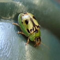 Peltoschema hamadryas (Hamadryas leaf beetle) at Cook, ACT - 16 May 2019 by CathB