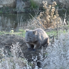 Vombatus ursinus (Common wombat, Bare-nosed Wombat) at Googong Foreshore - 17 May 2019 by davidcunninghamwildlife
