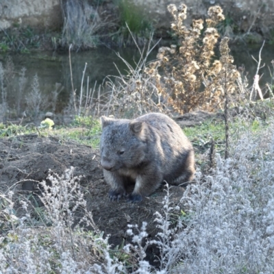 Vombatus ursinus (Common wombat, Bare-nosed Wombat) at Googong Foreshore - 17 May 2019 by davidcunninghamwildlife