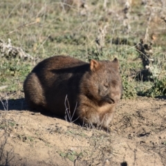 Vombatus ursinus (Common wombat, Bare-nosed Wombat) at Burra, NSW - 17 May 2019 by davidcunninghamwildlife