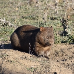 Vombatus ursinus (Bare-nosed Wombat) at Burra, NSW - 17 May 2019 by davidcunninghamwildlife