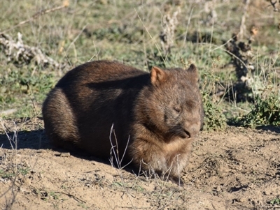 Vombatus ursinus (Common wombat, Bare-nosed Wombat) at Burra, NSW - 17 May 2019 by davidcunninghamwildlife