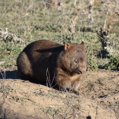 Vombatus ursinus (Common wombat, Bare-nosed Wombat) at Googong Foreshore - 17 May 2019 by davidcunninghamwildlife