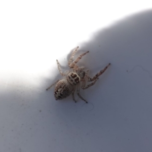 Opisthoncus grassator at Hughes, ACT - 15 May 2019