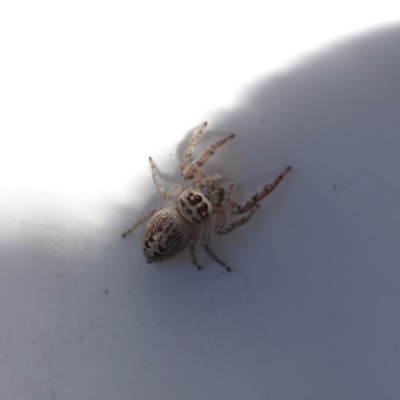 Opisthoncus grassator (Jumping spider) at Hughes, ACT - 15 May 2019 by JackyF