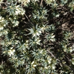 Melichrus urceolatus at Deakin, ACT - 16 May 2019