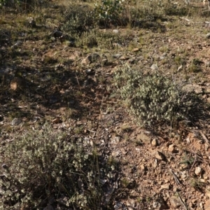 Melichrus urceolatus at Deakin, ACT - 16 May 2019 02:09 PM