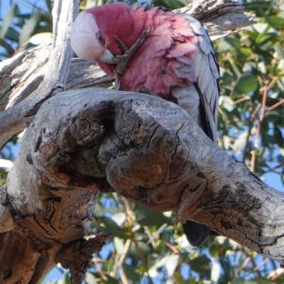 Eolophus roseicapilla (Galah) at Hughes, ACT - 16 May 2019 by JackyF