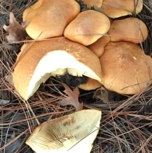 zz agaric (stem; gills not white/cream) at Hackett, ACT - 23 Apr 2019