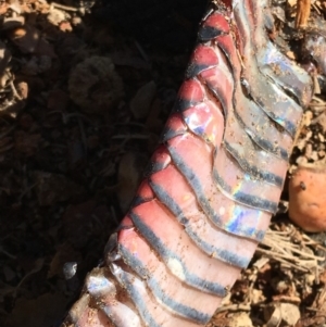 Pseudechis porphyriacus at Barton, ACT - 17 May 2019