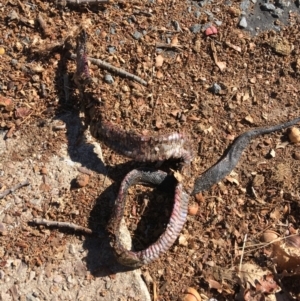 Pseudechis porphyriacus at Barton, ACT - 17 May 2019