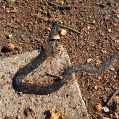 Pseudechis porphyriacus at Barton, ACT - 17 May 2019