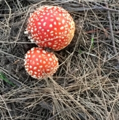 Amanita muscaria (Fly Agaric) at Hackett, ACT - 23 Apr 2019 by JaneR