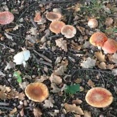 Amanita muscaria at Hackett, ACT - 23 Apr 2019