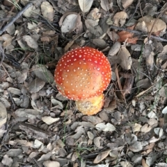 Amanita muscaria at Hackett, ACT - 23 Apr 2019