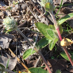 Gomphrena celosioides at Latham, ACT - 6 May 2019 03:30 PM