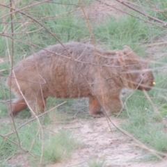Vombatus ursinus (Common wombat, Bare-nosed Wombat) at Tuggeranong DC, ACT - 11 Mar 2019 by michaelb