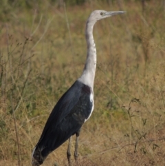 Ardea pacifica (White-necked Heron) at Point Hut to Tharwa - 12 Mar 2019 by MichaelBedingfield