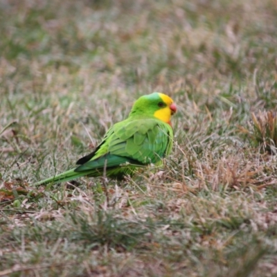 Polytelis swainsonii (Superb Parrot) at Hughes, ACT - 13 May 2019 by LisaH